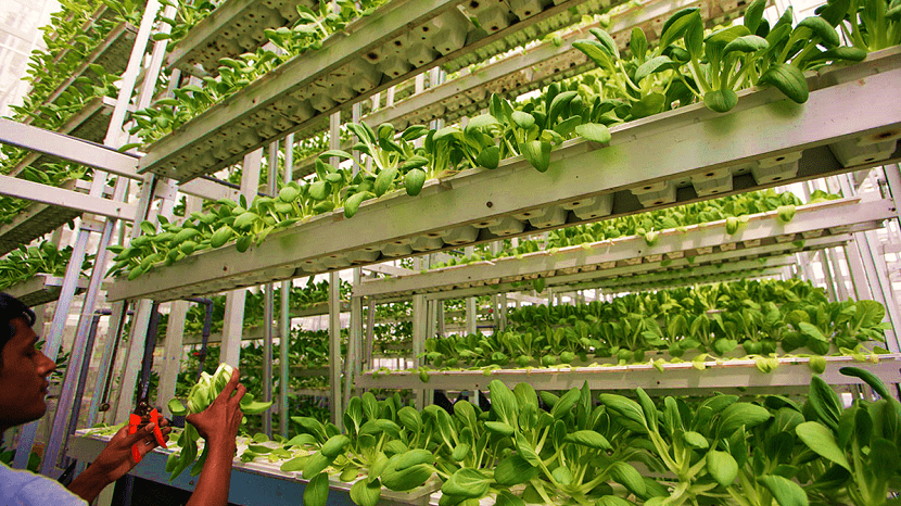 ventajas-de-agricultura-vertical (2)164